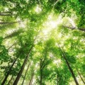 Colavene sceglie il Pannello Ecologico che salva milioni di alberi ogni anno